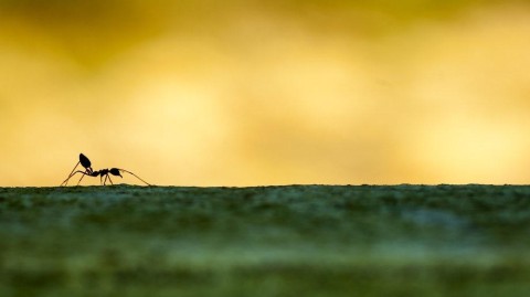 自我努力时，为何害怕他人施加压力？